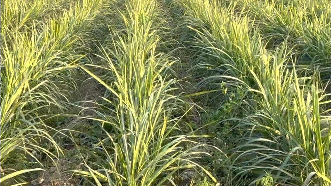 ट्रेंच प्लांटिंग,गन्ना बुआई का अच्छा तरीका । Trench planting of sugar cane.