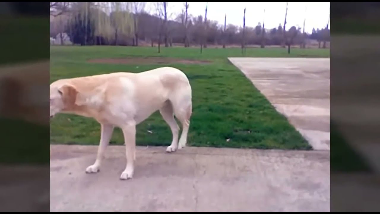DOGS AFTER ANESTHESIA Compilation! TOO FUNNY!!