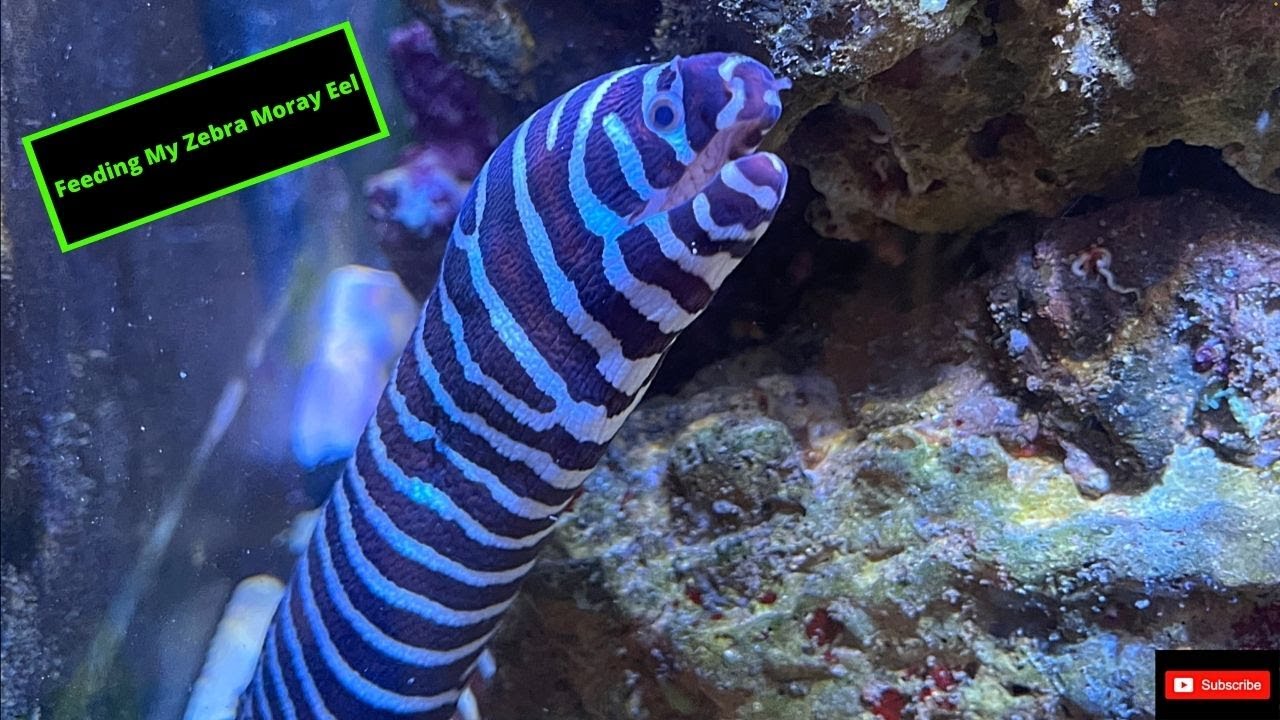 Feeding My Zebra Moray Eel