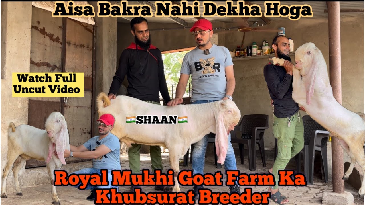 Aisa Khubsurat Bakra Dekha Nahi Hoga || Quality Breeder || Royal Mukhi Goat Farm || @patirahouse