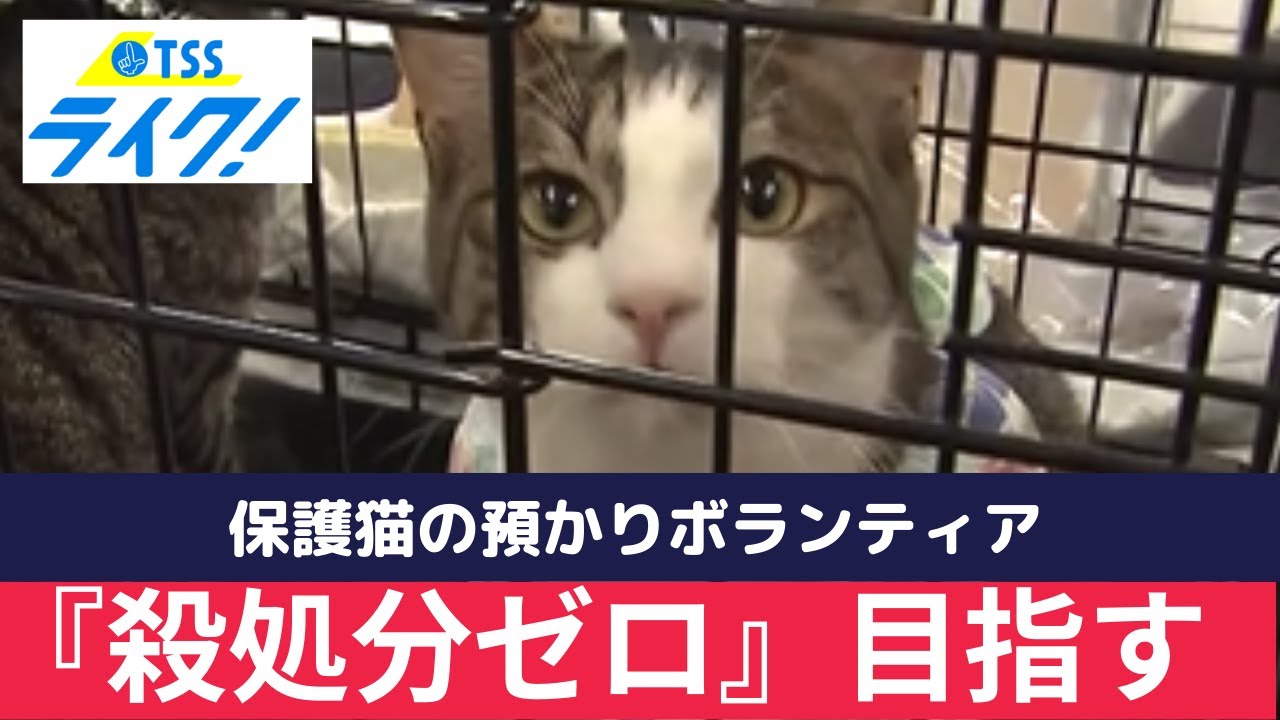 「保護猫」の預かりボランティア　命を守り、自分たちの生活も豊かになる取り組み　広島