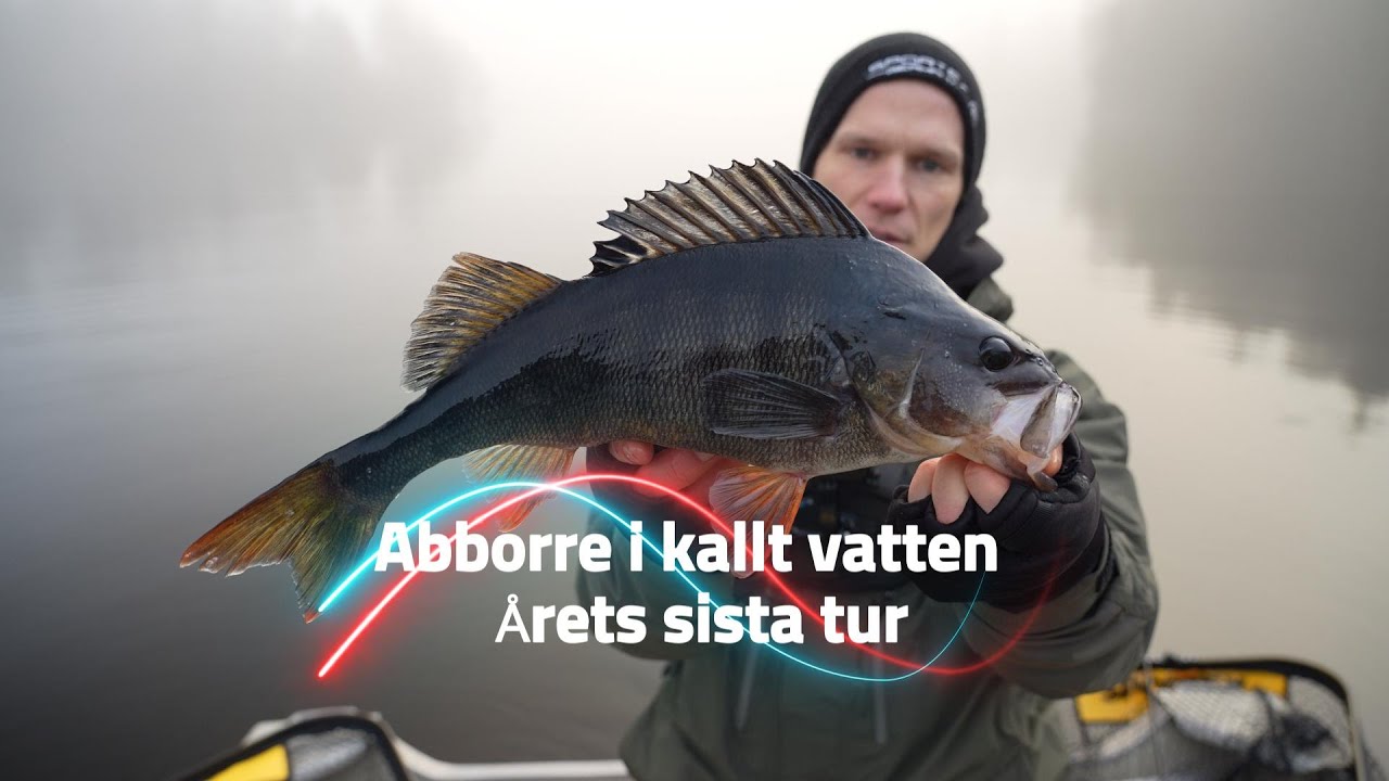 Abborre i kallt vatten - årets sista tur