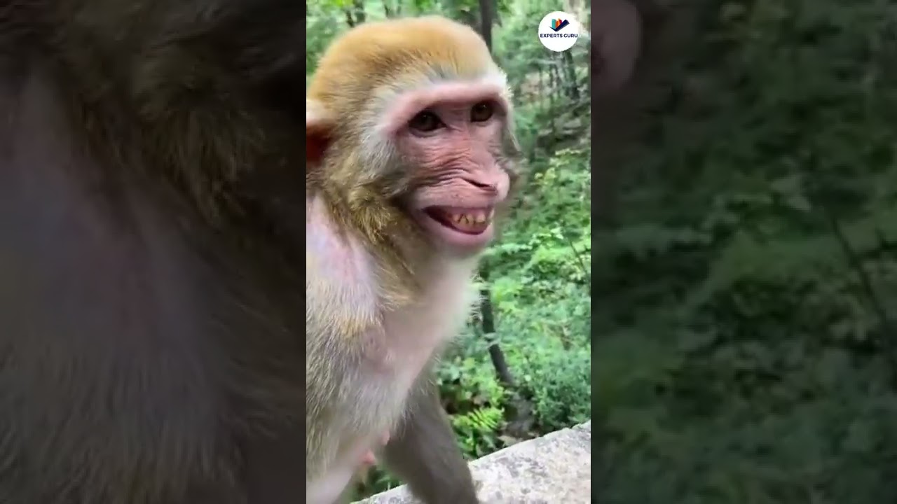 Monkey Baby Bon Bon eats fruit at house and swims, who smiled after watch this video #shorts #monkey