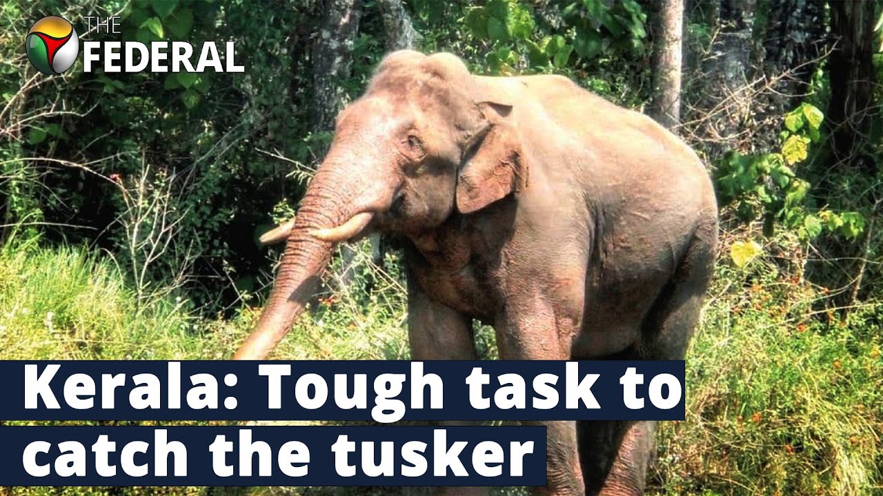 Why Kerala&rsquo;s &lsquo;rice-thief&rsquo; elephant is giving Idukki the chills | The Federal