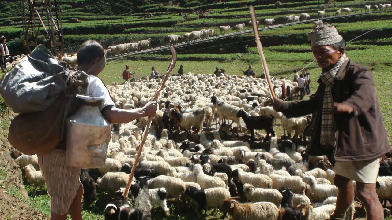 sheep farm migrating to high pastureland || Nepal || lajimbudha ||