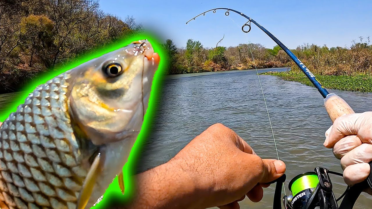 RÍO JURAMENTO ✅ y un PESCA SHOW de BOGAS IMPRESIONANTE 🐟🔥