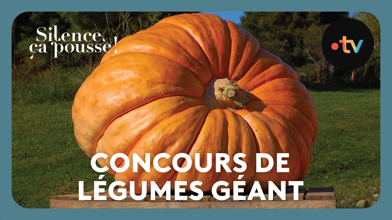 Concours de légumes géant - Silence ça pousse !