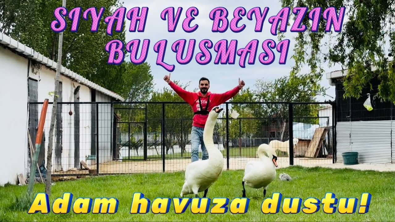SİYAH VE BEYAZİN BÜYÜK BULUŞMASI- KUĞULAR BİRBİRİNE GİRDİ-ADAM HAVUZA DÜŞTÜ- HAVUZU İKİYE BÖLDÜK!