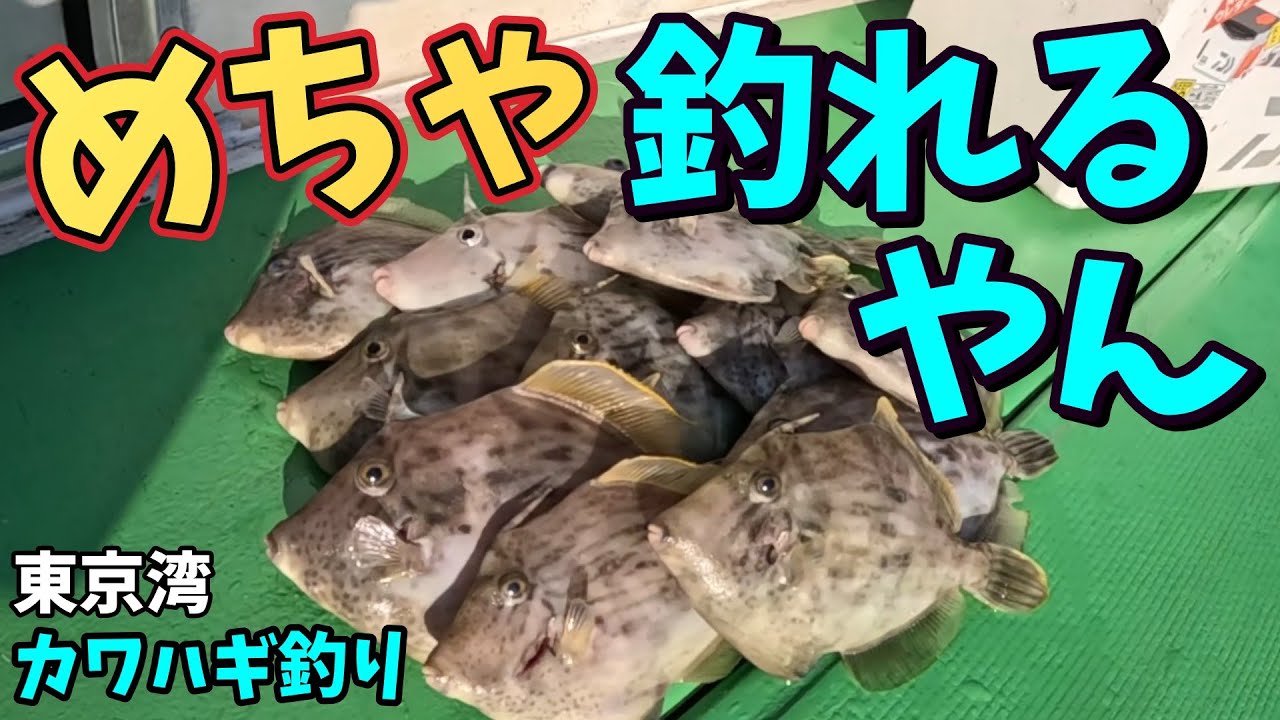 初めて２０枚超え！！東京湾のカワハギ釣りが最高潮です！