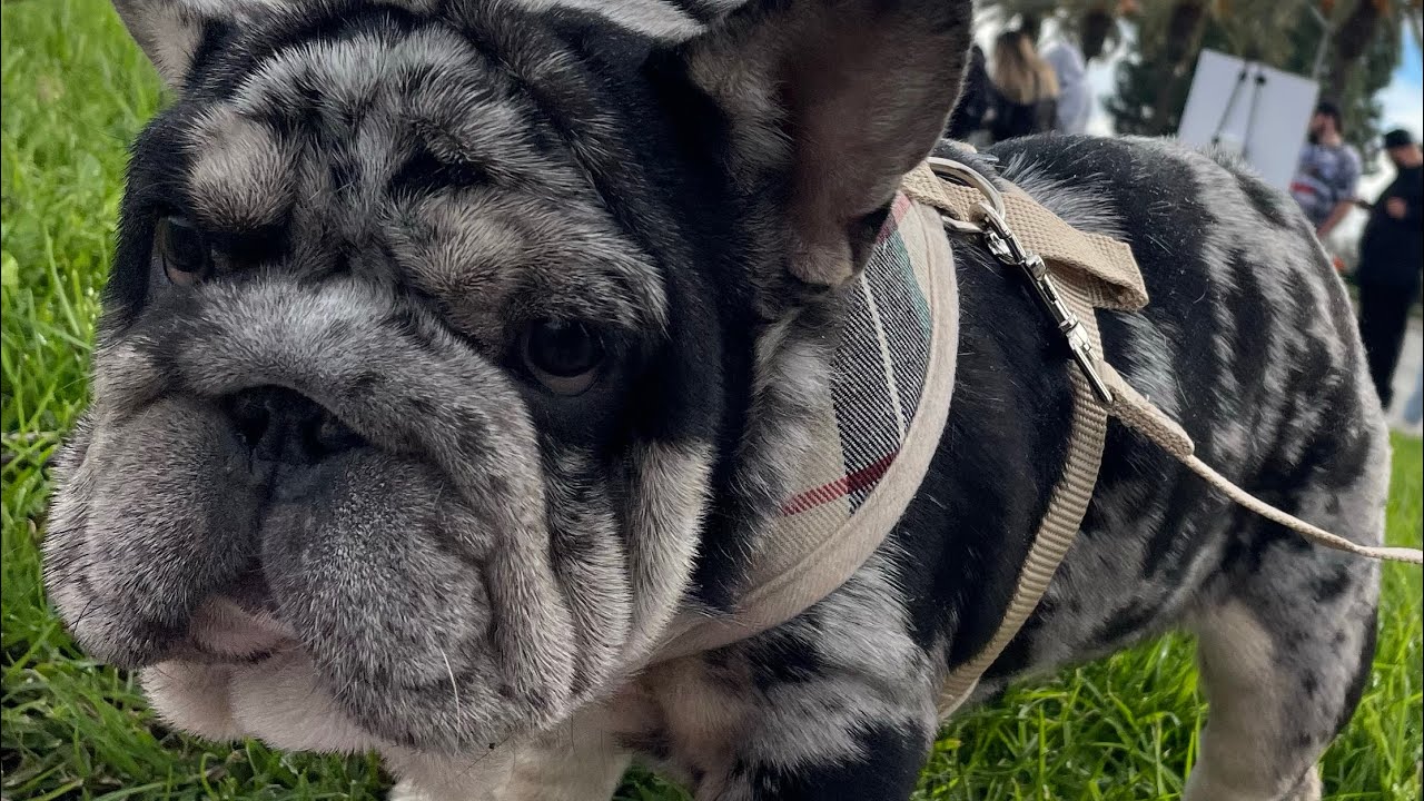 Only Frenchies 2: Dog Show!! Ontario,CA  Starring: Big Ropes, Husky, King Cobra, Grinchies, Fluffy!!
