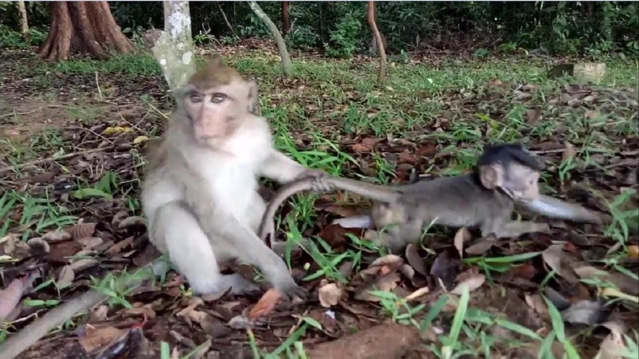Small Monkey Maltreat Baby , By Carrying Tail Drag Away ST293