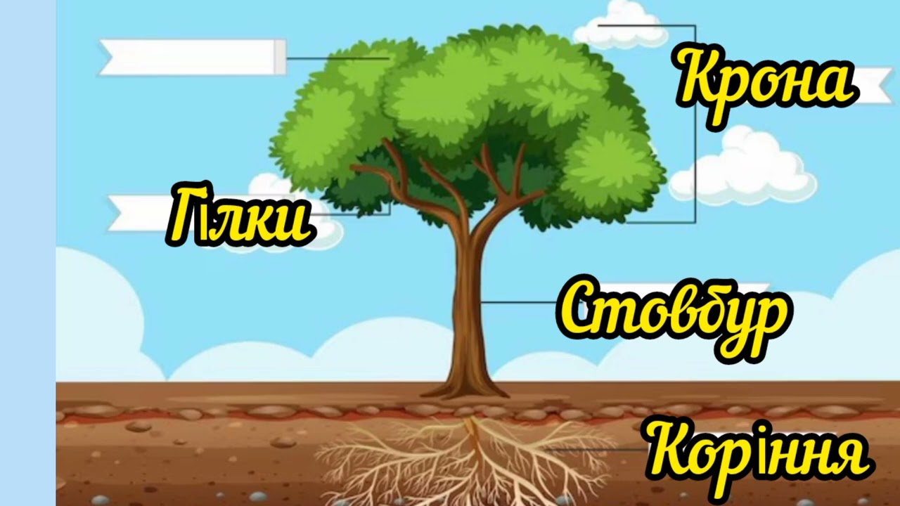 Заняття з ознайомлення з природним довкіллям. 