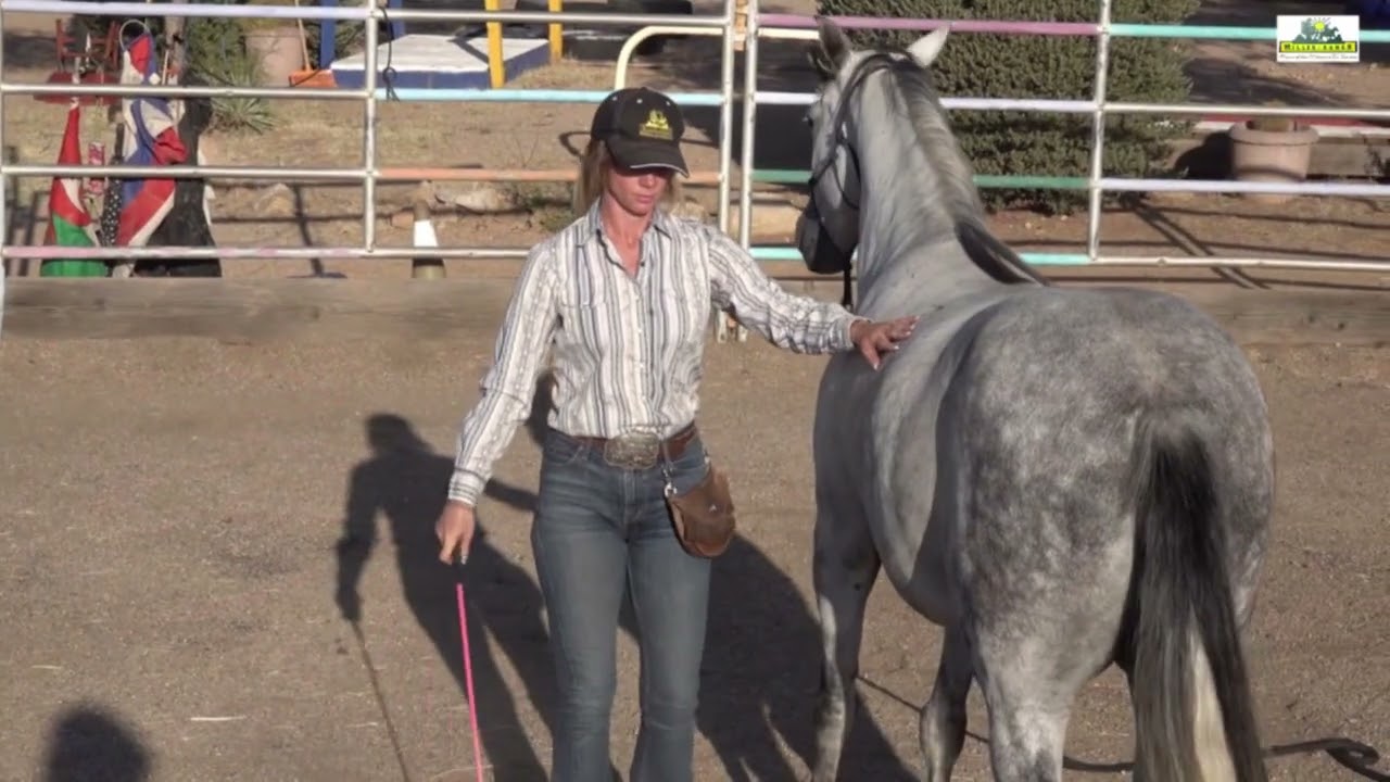 Cast Iron Playboy 2025 Missouri Fox Trotter - Leadership at Miller-Ranch