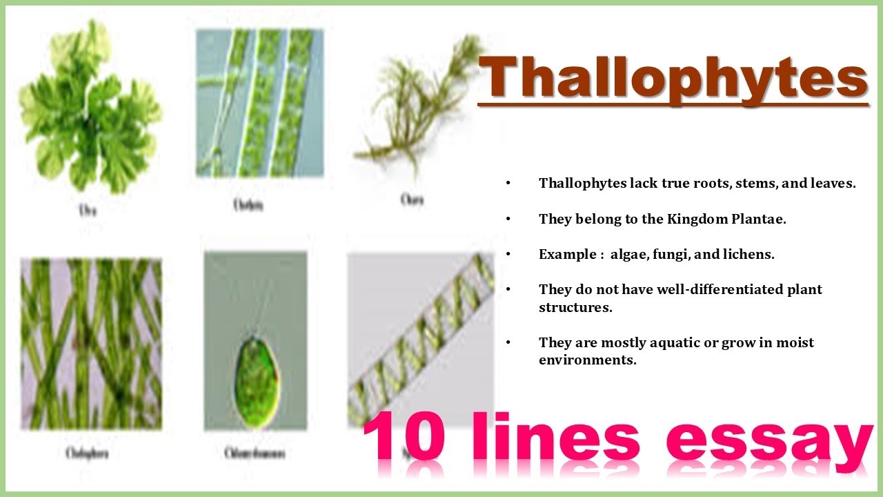 Thallophytes || 10 lines essay || 10 lines on Thallophytes