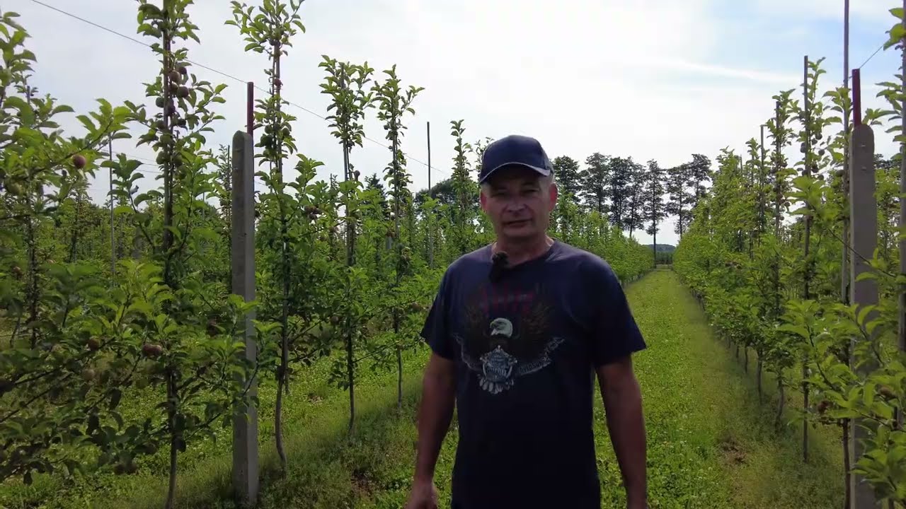 Mszyca w sadach - czym ją zwalczać?