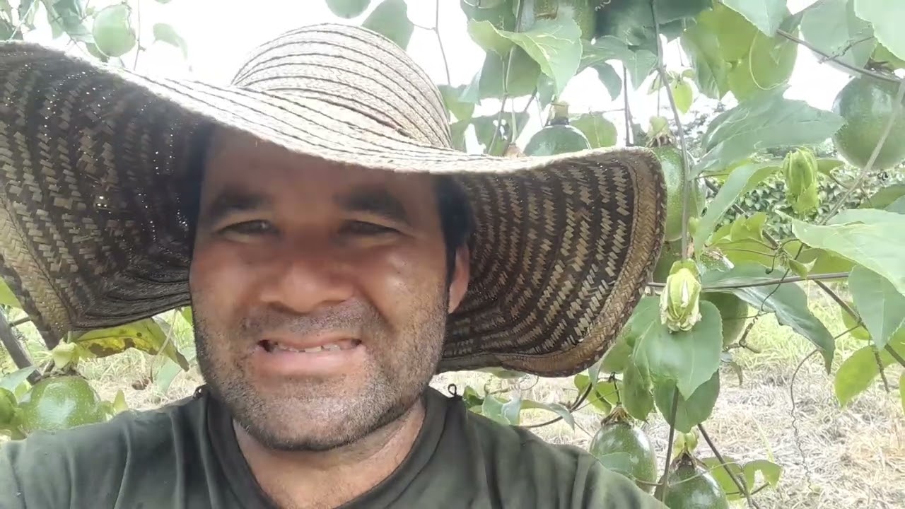¿Porque se encrespan los cogollos de las plantas de maracuyá?
