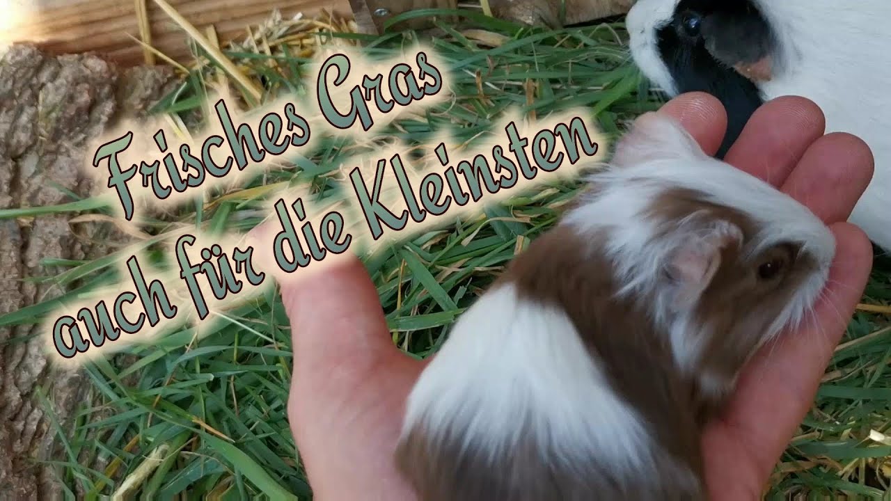 Die Meerschweinchen bekommen frisches Grünfutter von der Wiese / Auch die Kanarienvögel freuen sich