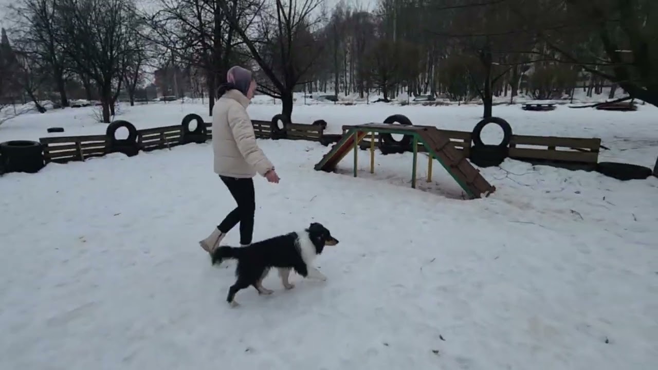 2026-02-25-щенок колли АРХОНТ ГЕО ПРОКСЕНИ, сегодня ровно 4 месяца, Минск
