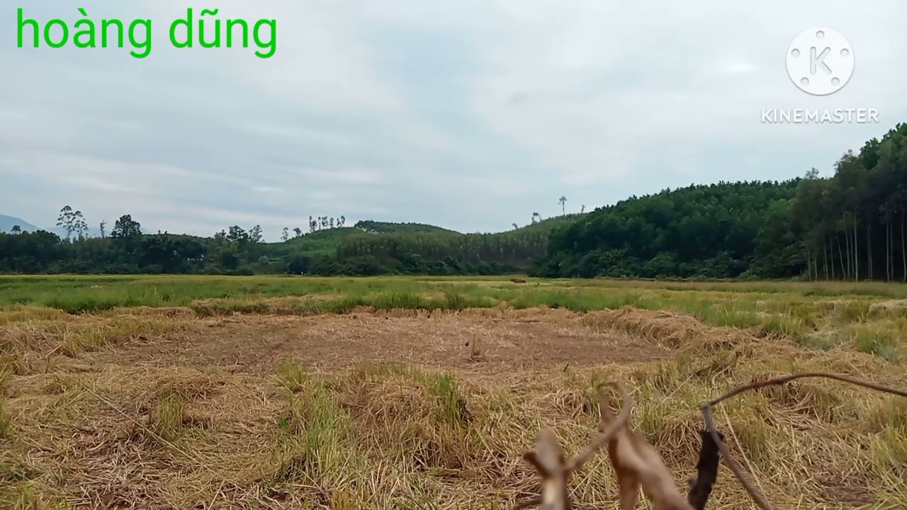 Tập 25 bẫy chim ng&oacute;i m&ugrave;a cuối vụ 28/10/2025