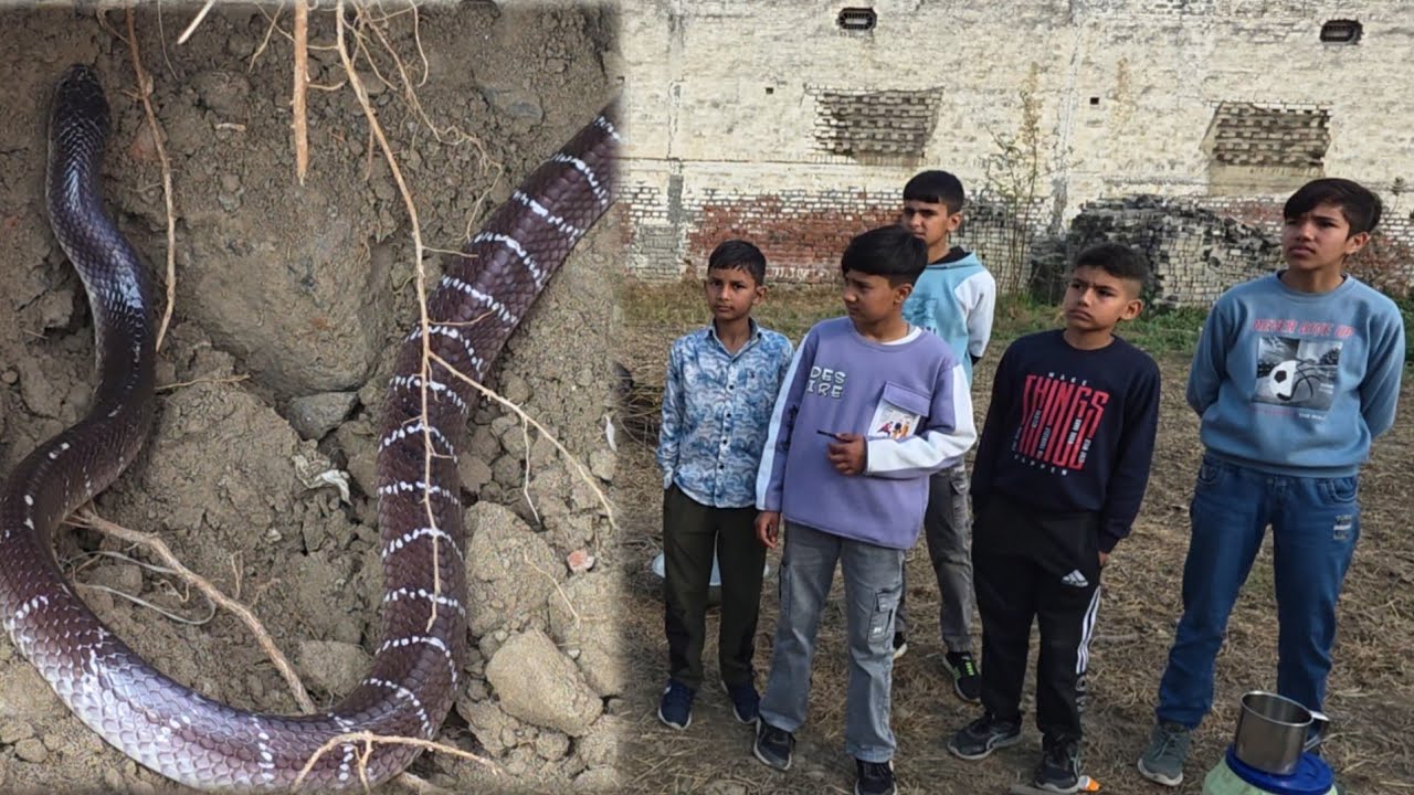 ईटों के ढेर और टूटे फर्श में रहता है करैत साँप /// स्नेकमैन हरियाणा सतीश फफड़ाना 9255130130