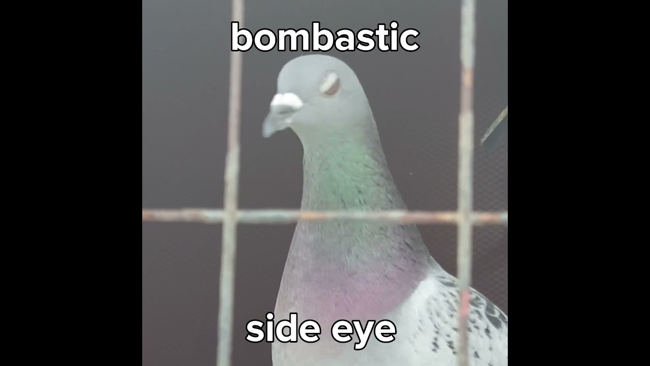 Vandenbroucke x Taiwan #cprc #cprc #racingpigeon #vandenbroucke #taiwan