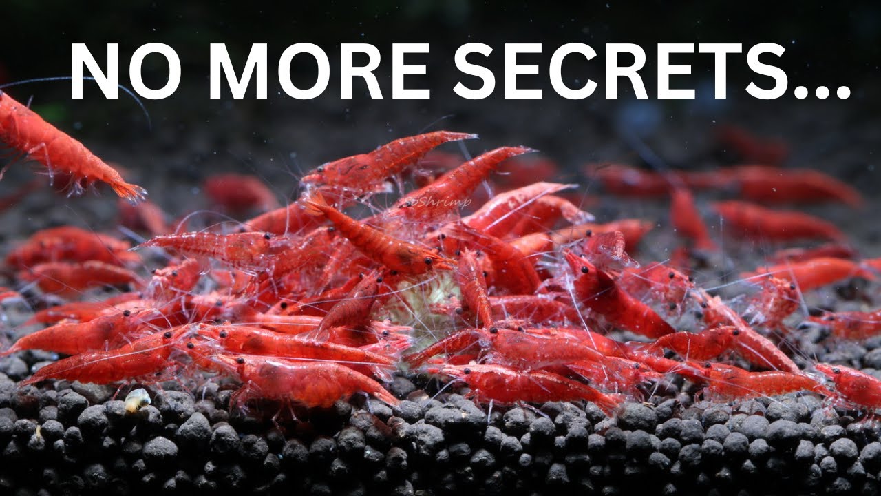 The Secrets to Breeding 1,000's of Cherry Shrimp!