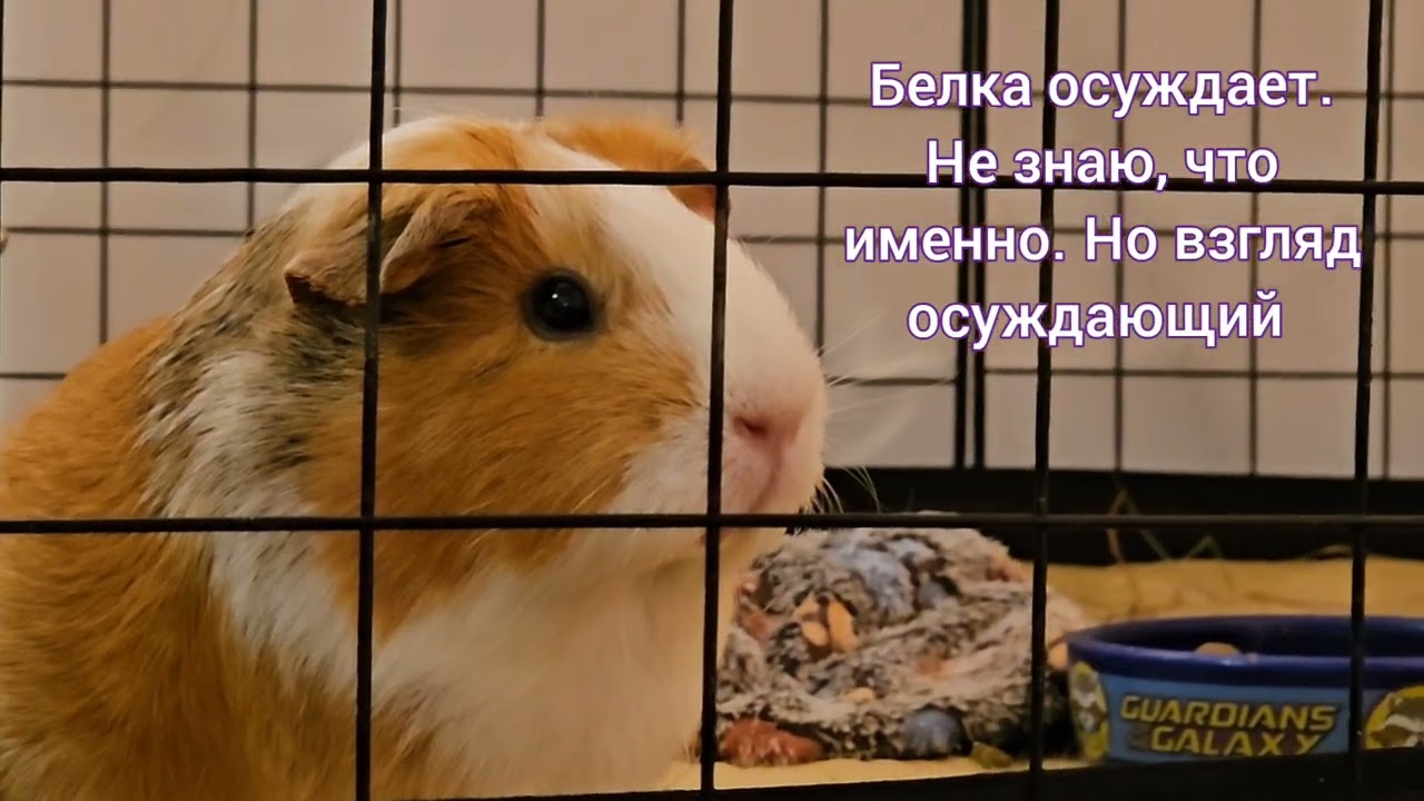 Видео для любителей чистоты у морских свинок 😅 (пересматривать по 3 раза для достижения эффекта)