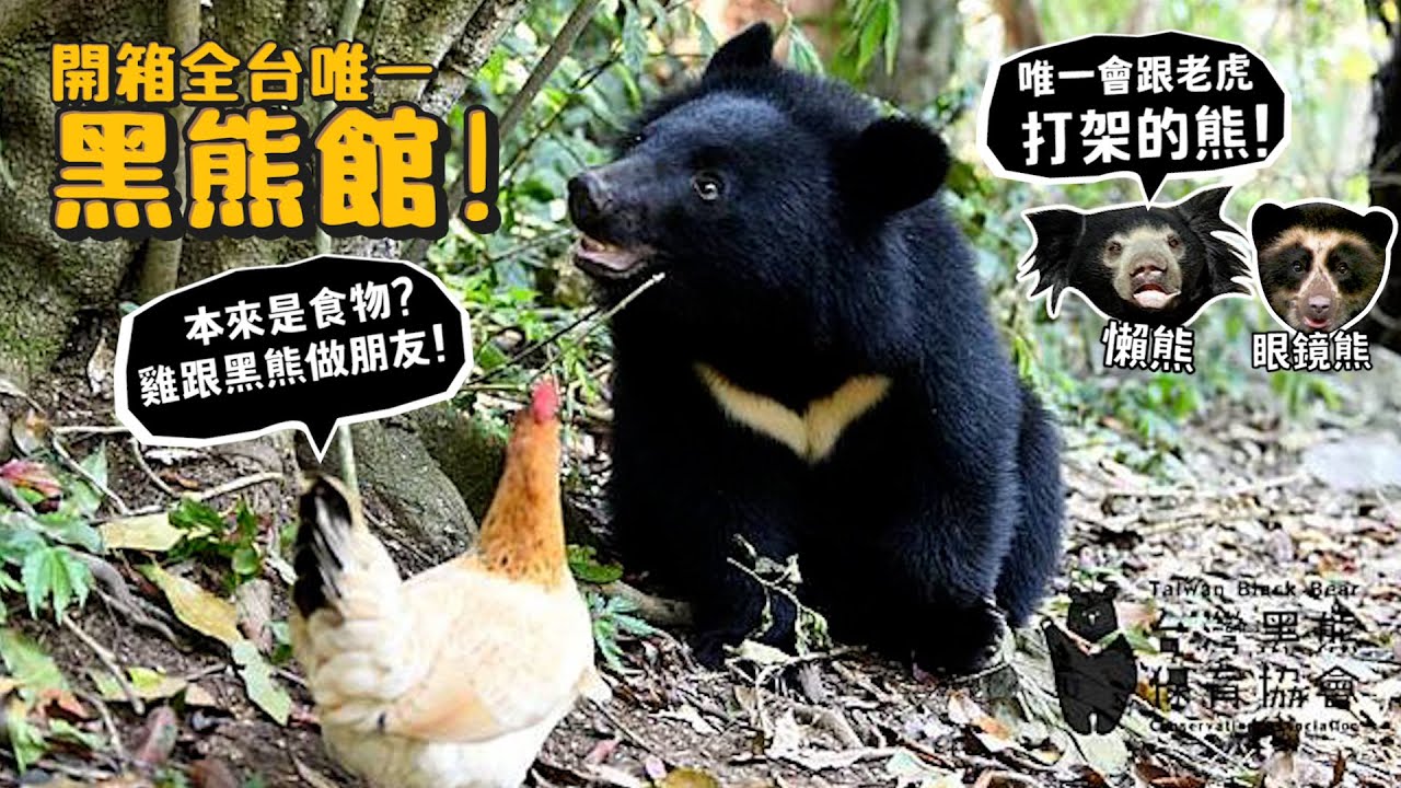 【開箱全台唯一黑熊館】雞本來是食物!!黑熊跟雞做朋友!?懶熊!唯一會跟老虎打架的熊？眼鏡熊?世界8大熊介紹!【許伯簡芝】感謝ISUZU贊助的護熊職人號，為保育黑熊盡一份心力！