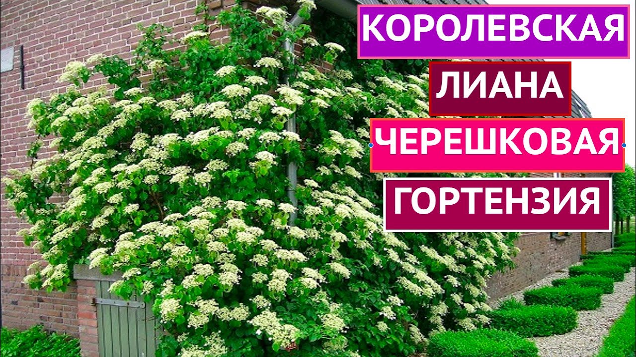 ВСЕ О ЧЕРЕШКОВОЙ ГОРТЕНЗИИ! ЭТА ЛИАНА ЗАДЕКОРИРУЕТ ЛЮБУЮ ЗОНУ В САДУ!