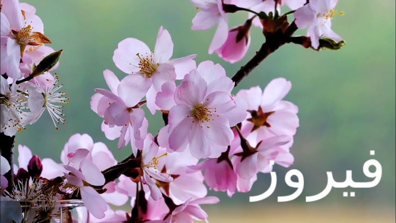 فيروزيات الصباح - الربيع والحب fairuz