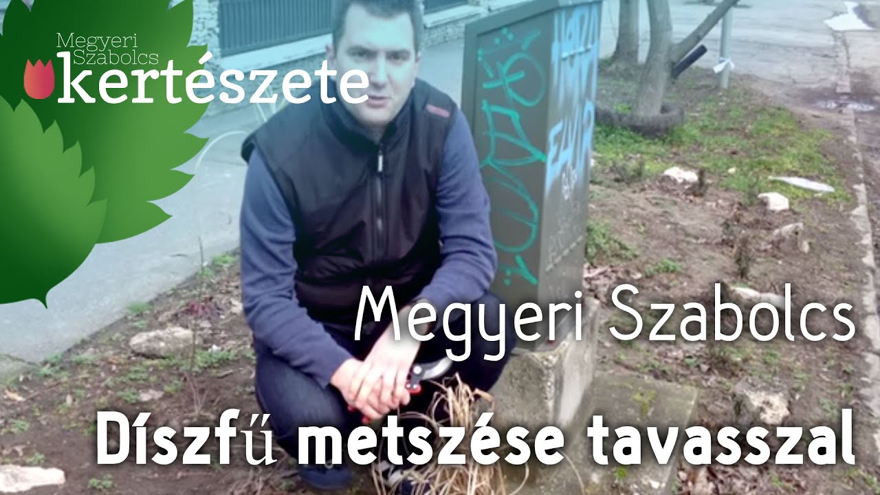 Díszfű metszése tavasszal - Megyeri Szabolcs Kertészet webáruház