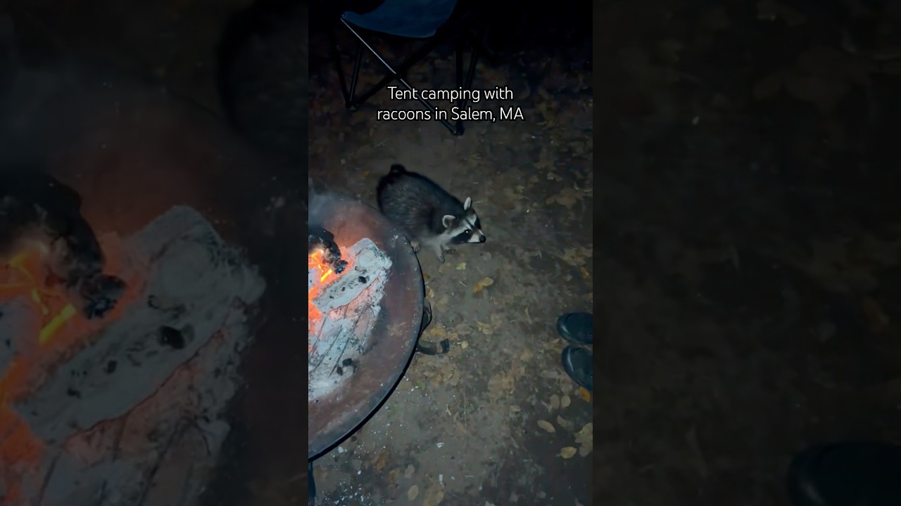 Beach camping in Salem, MA with some unexpected &ldquo;friends&rdquo; #racoons #salem  #tentcamping #travelvlog