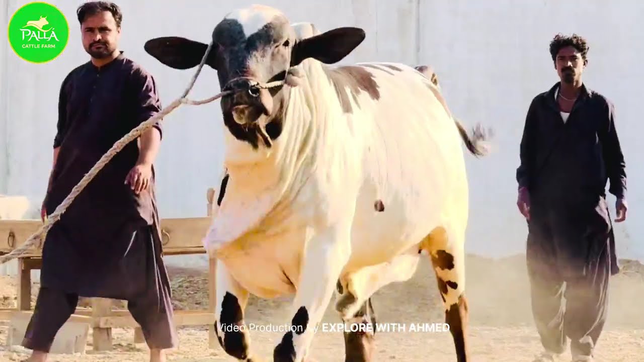Bombastic Qurbani Collection 2026 🐄 | Heavy Cow & Bulls at My Cattle Farm