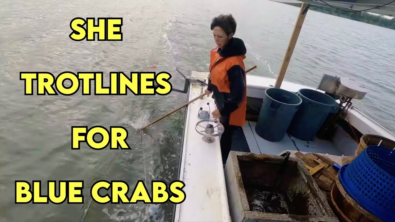 How to Catch Blue Crabs on a COMMERCIAL BOAT #bluecrabs #crabs
