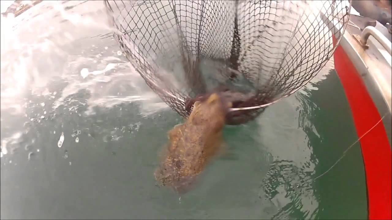 PESCA DE LA SEPIA AL CELO
