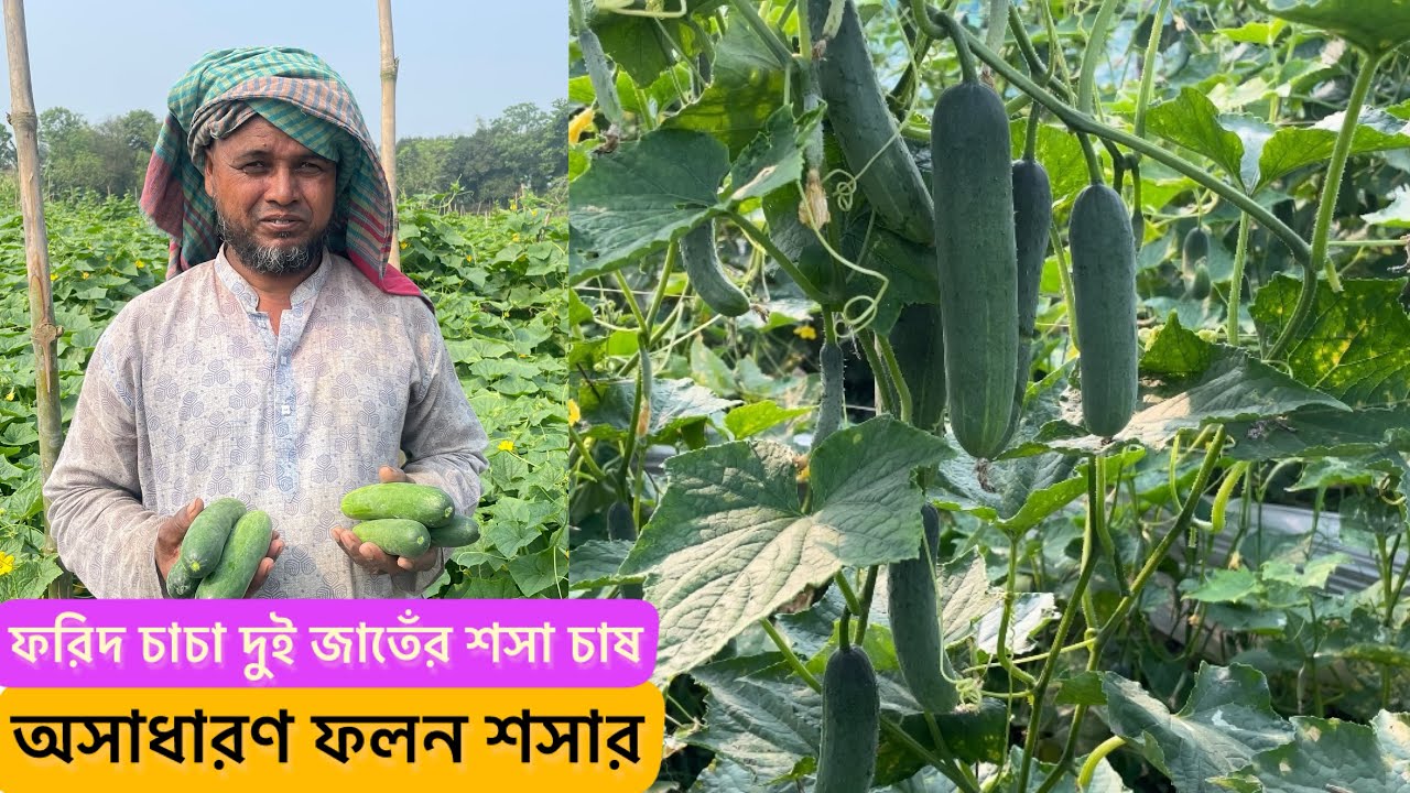 ফরিদ চাচা অধুনিক পদ্ধতি দুই জাতেঁর শসা চাষ | বীজপাতা শসা চাষ | মেসি শসা | cucumber agro