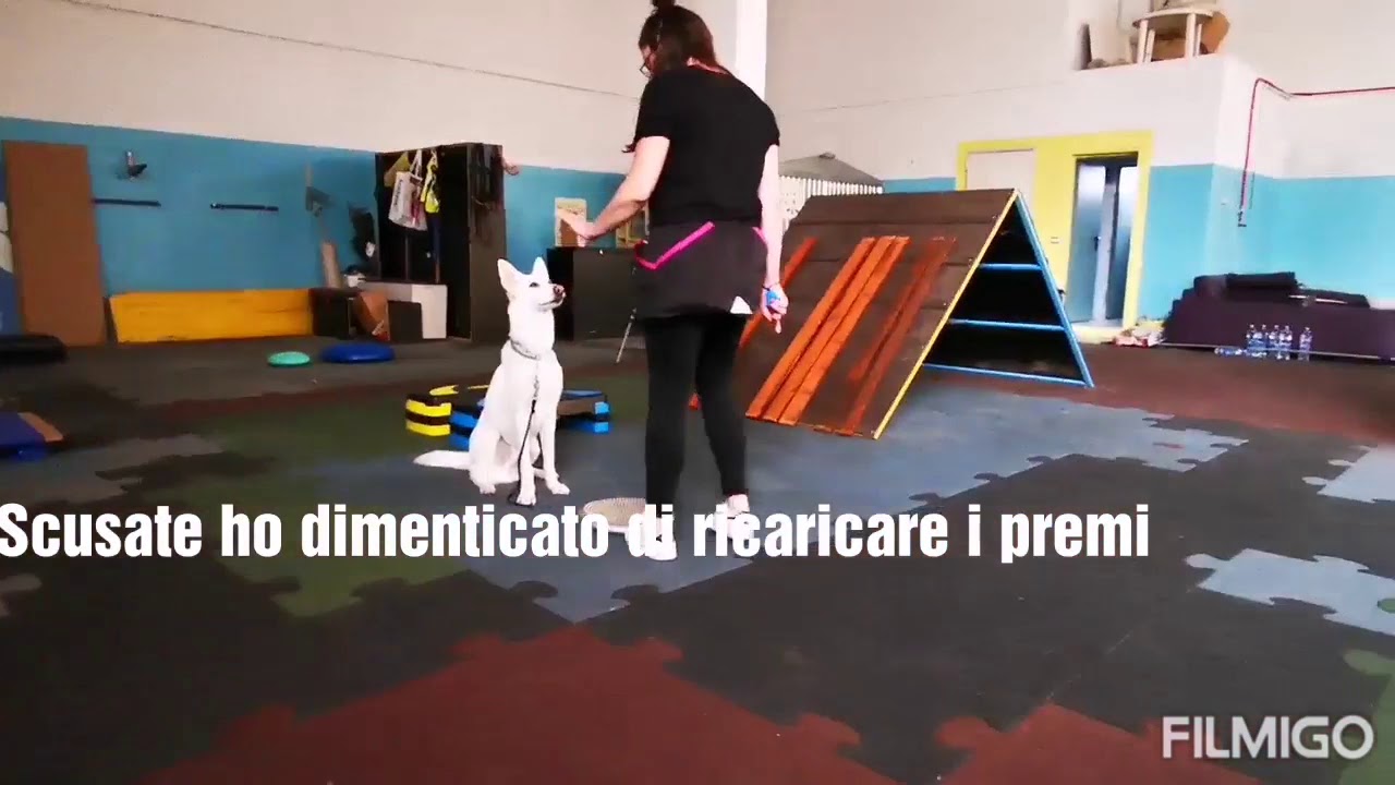 Ginnastica per cani 1