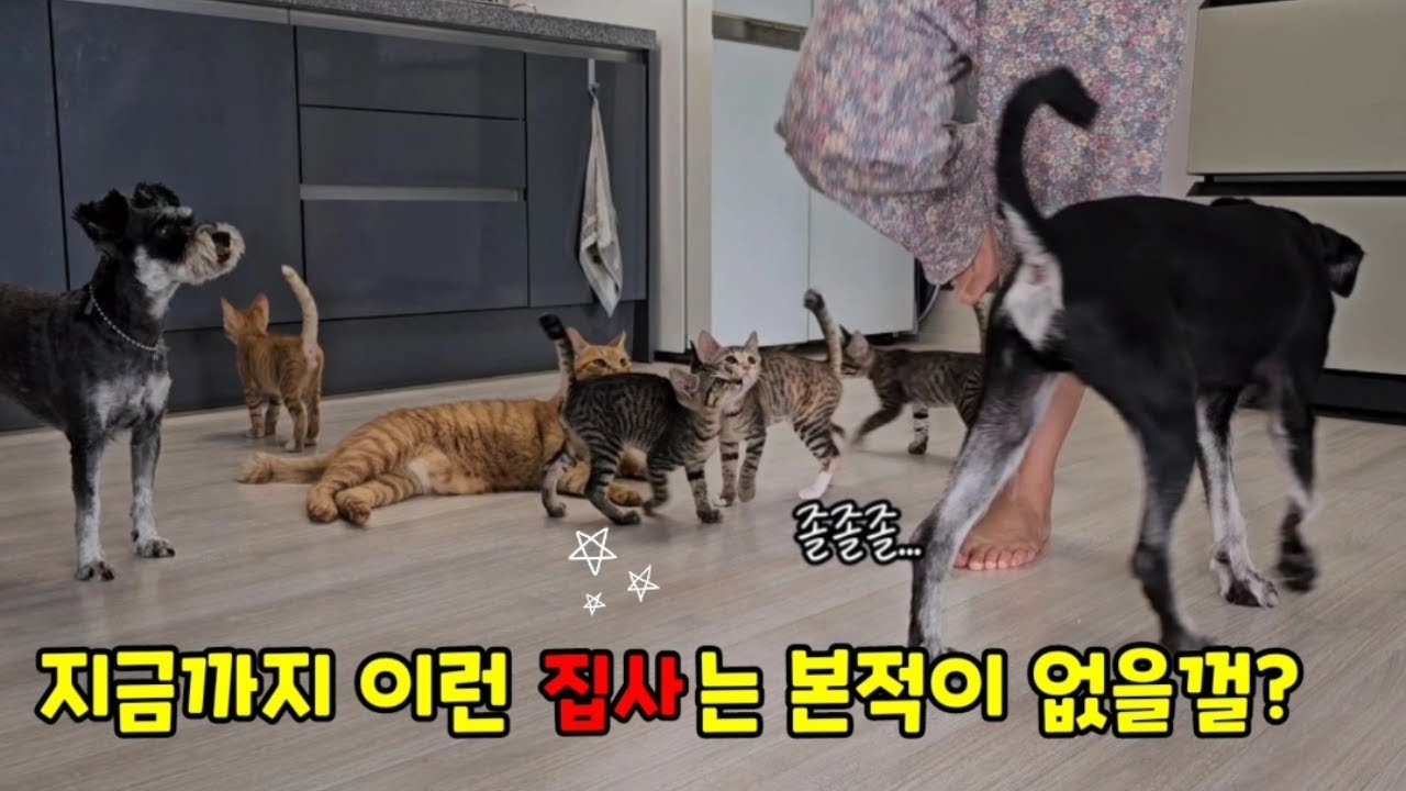 ( 리얼다큐 )