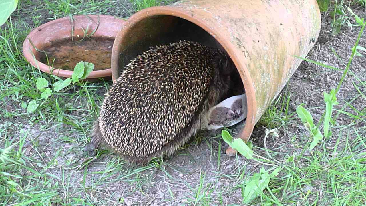 Hérisson dans le jardin