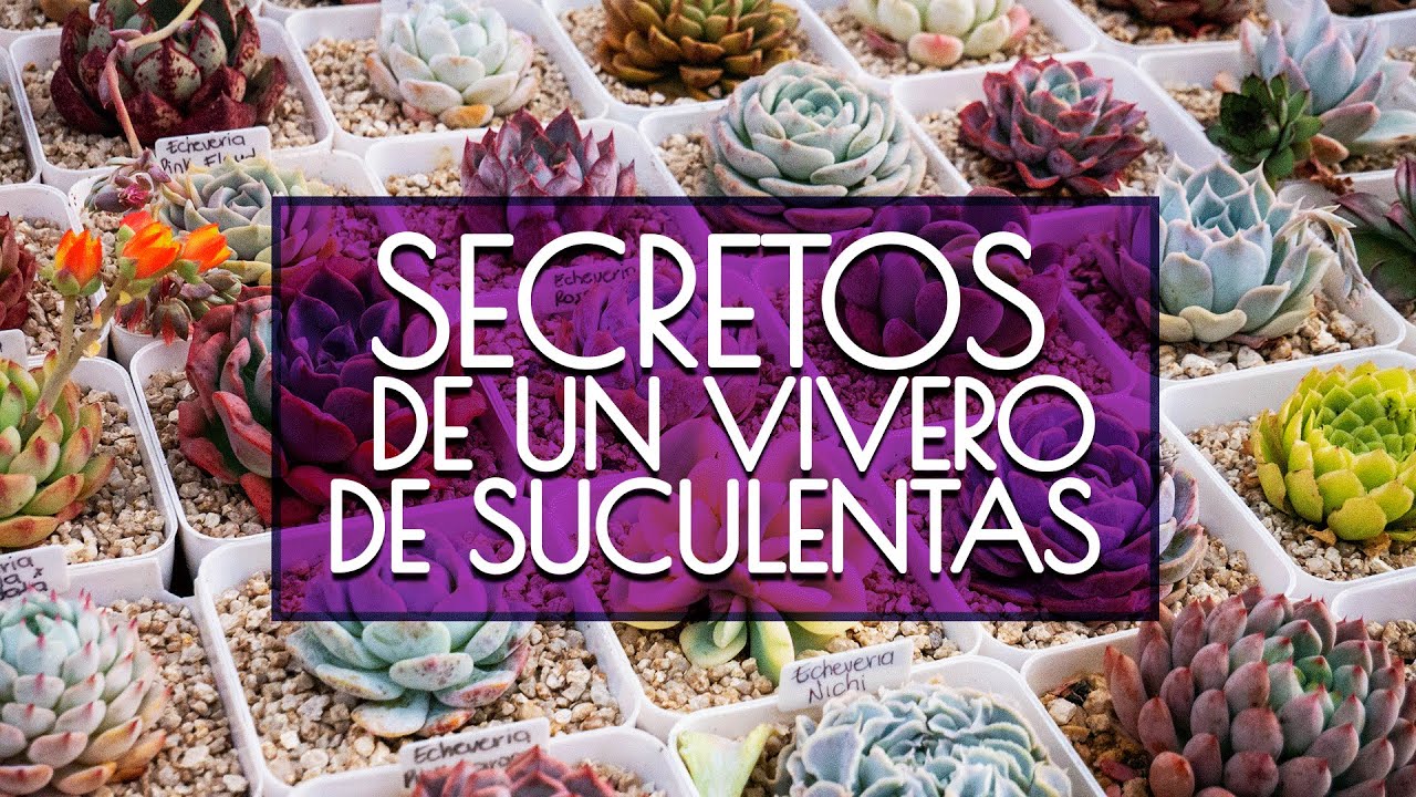 VIVERO SUCUPRIMAVERA /Una colección única de suculentas