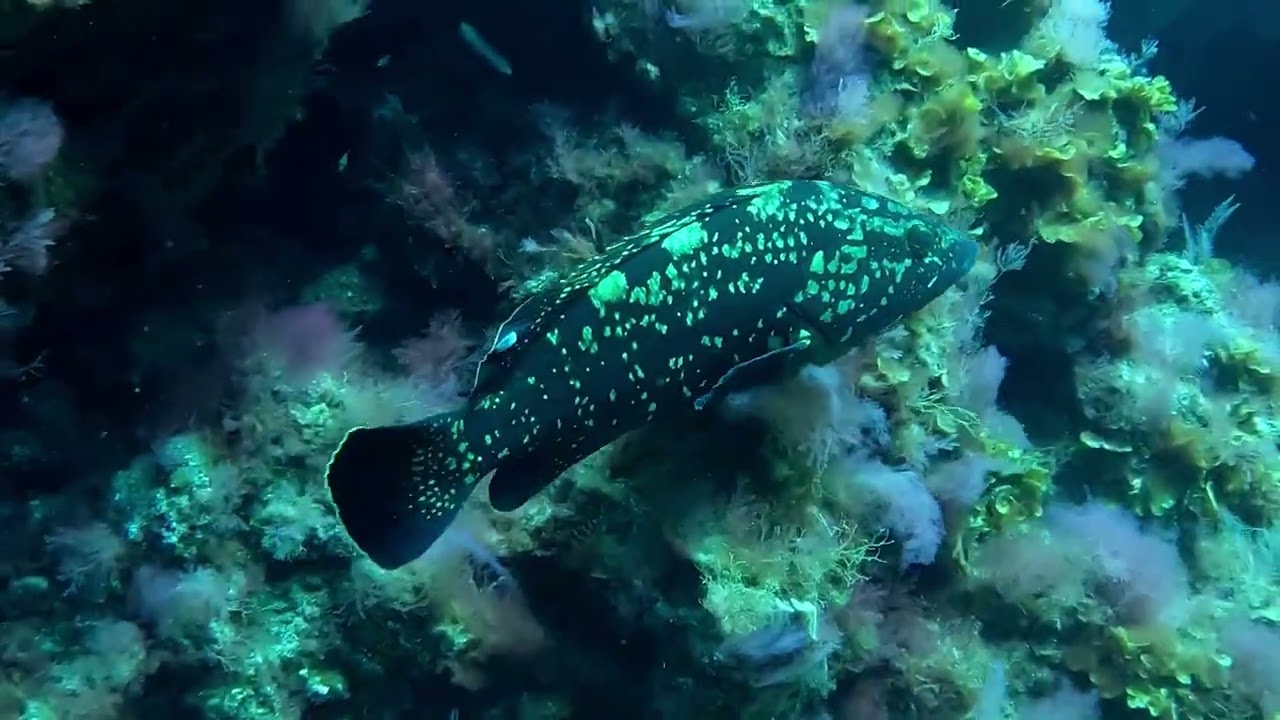 2026 03 01 EL HIERRO II