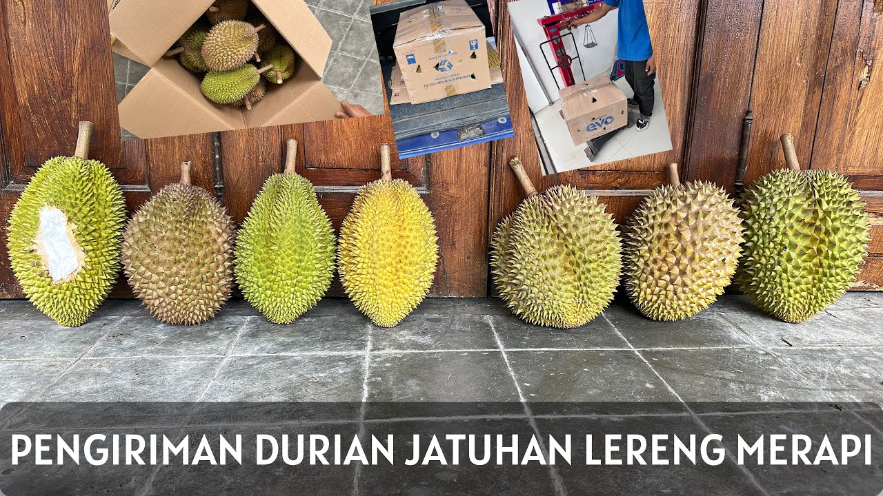 PENGIRIMAN DURIAN JATUHAN LERENG MERAPI VIA KERETA