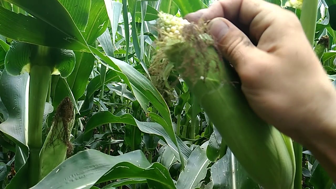 КУКУРУДЗА SYNGENTA NK TERMO VS DMS3111