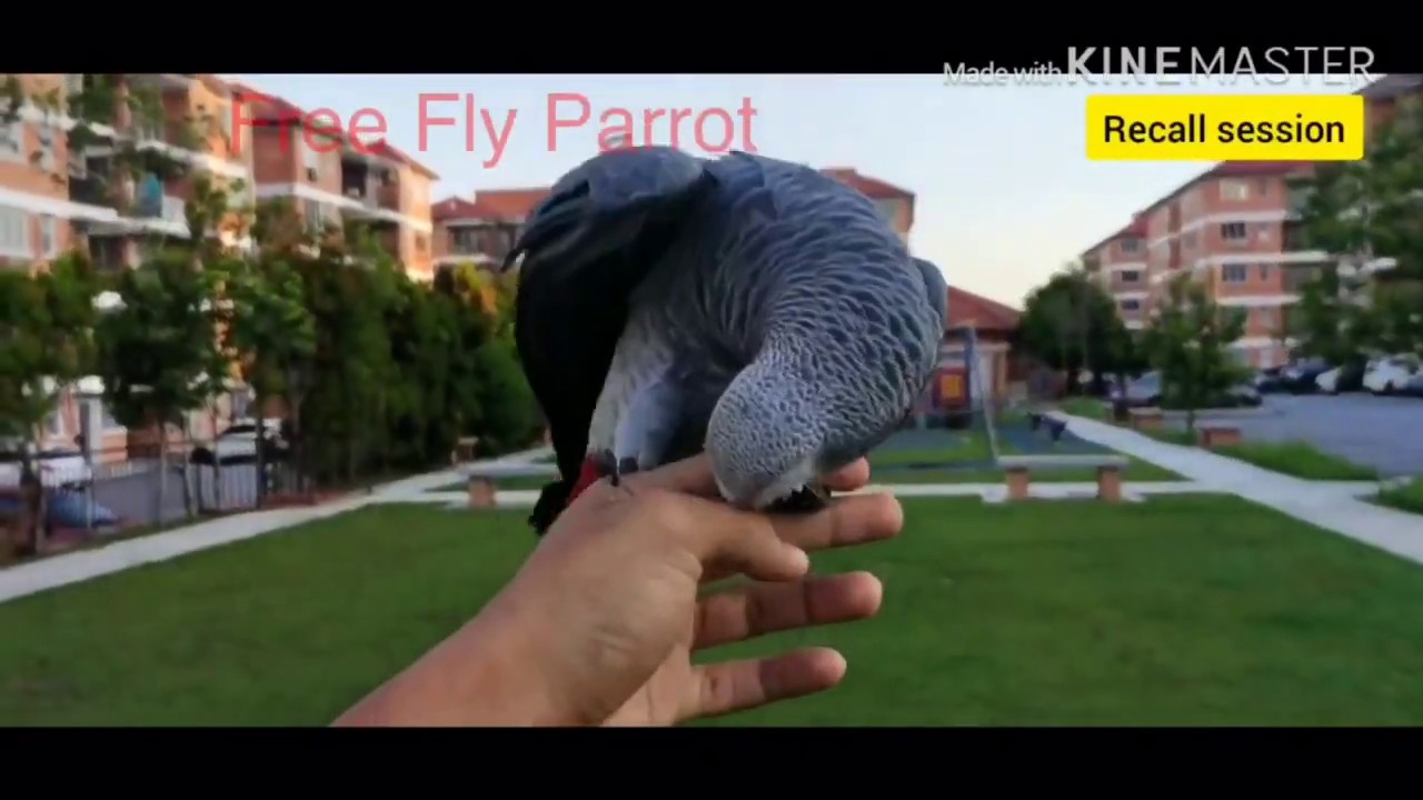 LUCKY THE AFRICAN GREY PARROT 🦜 RECALL & FREE FLIGHT TRAINING