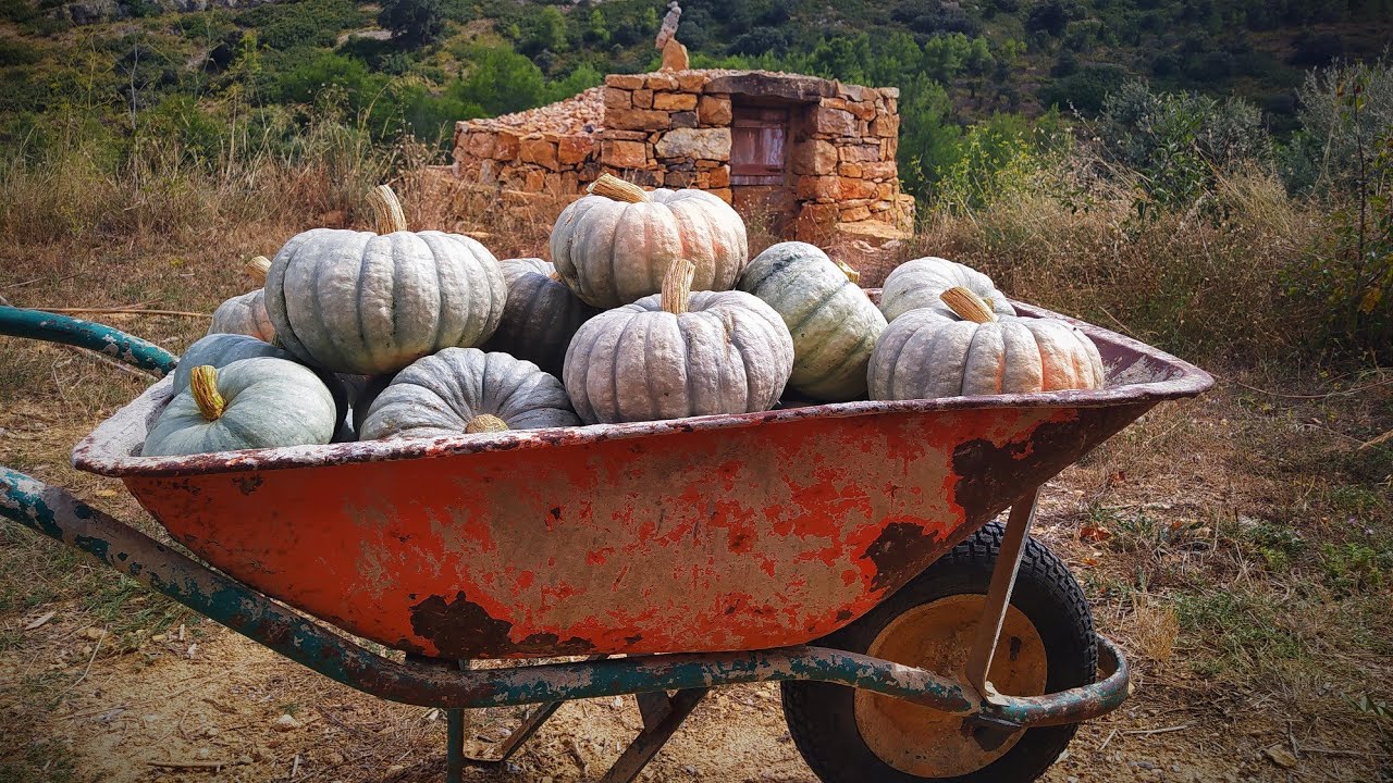 Cultivo de calabaza sin regar, calabazas de secano