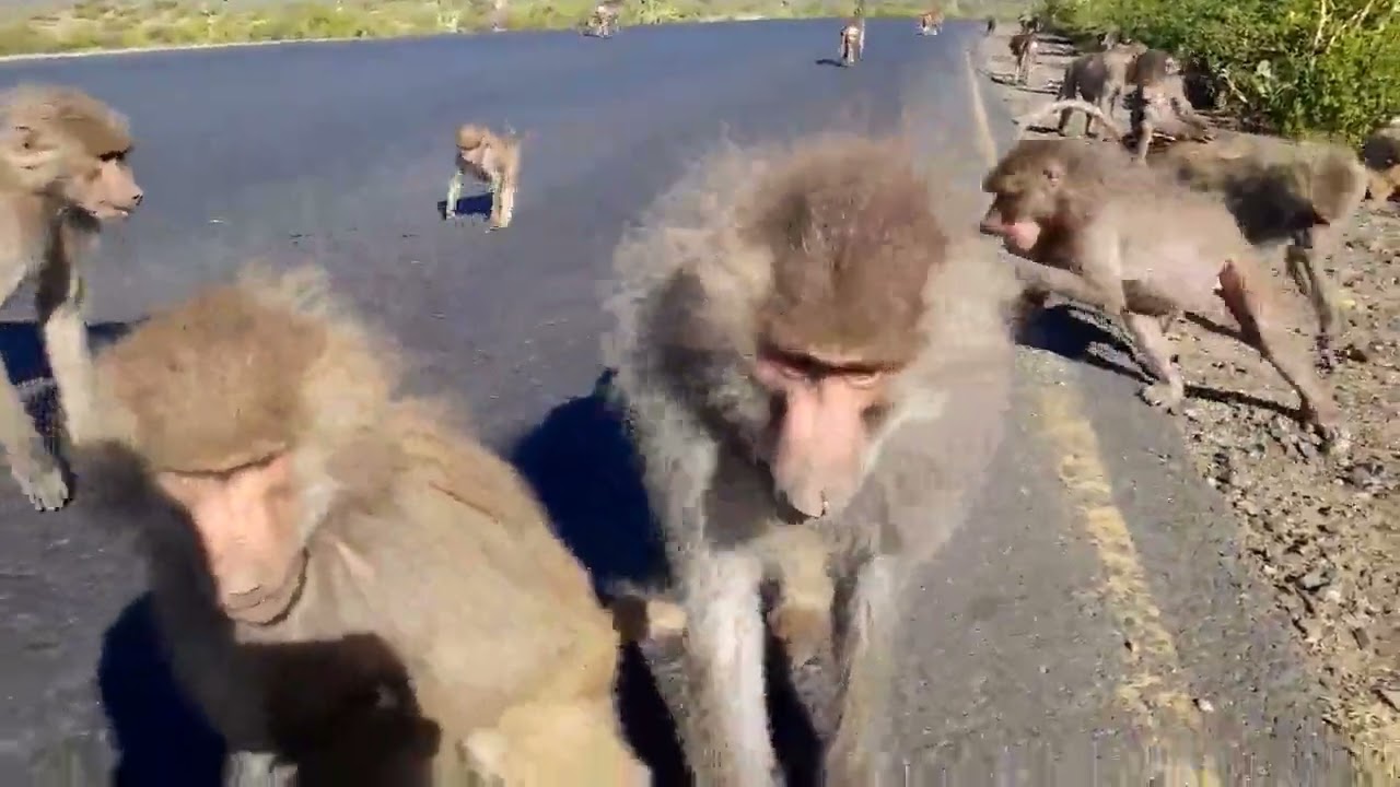 The East African Baboons