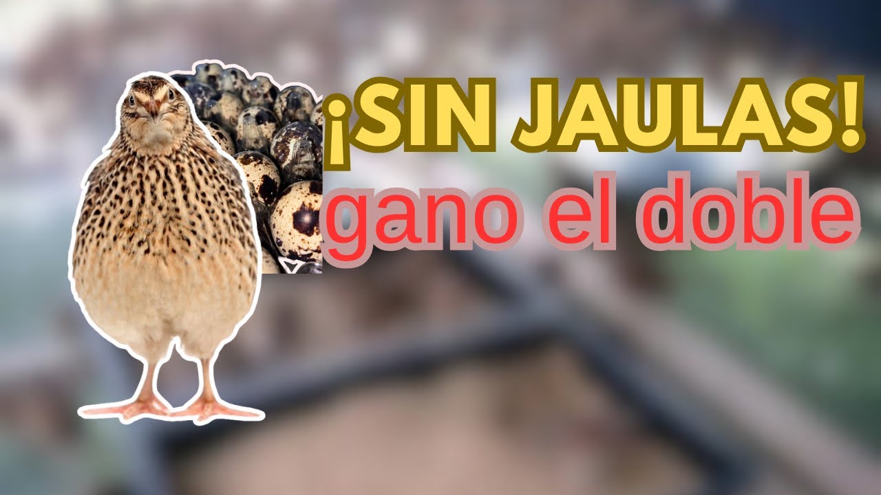 ¡Dejé las jaulas y ahora gano el doble con mis codornices!