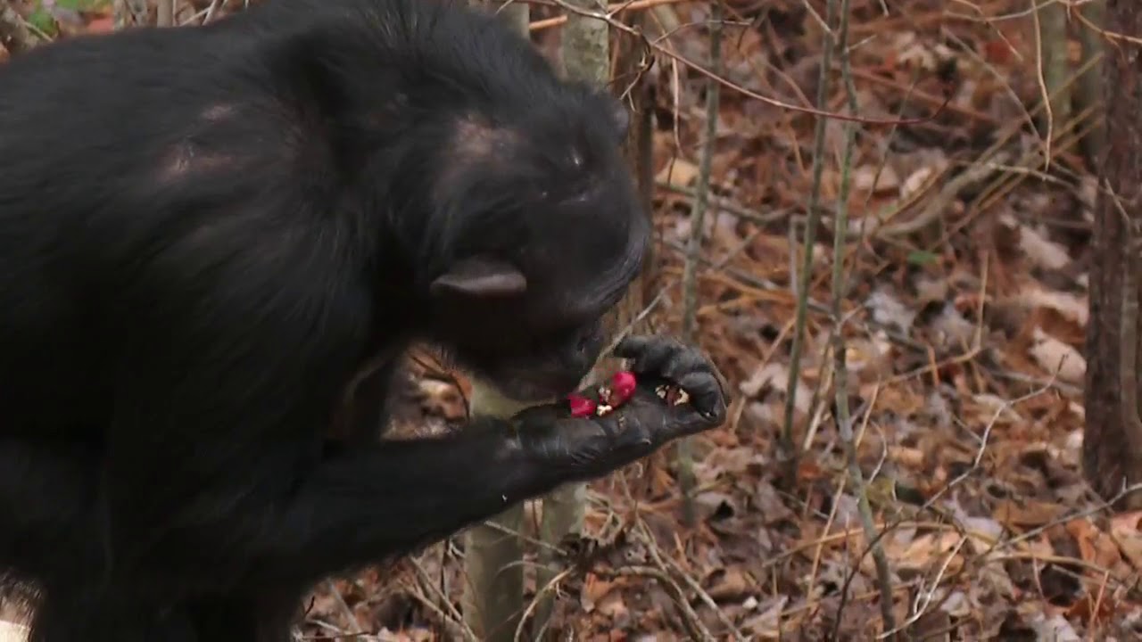 Project Chimps   Protecting our primate pals who once lived in a lab