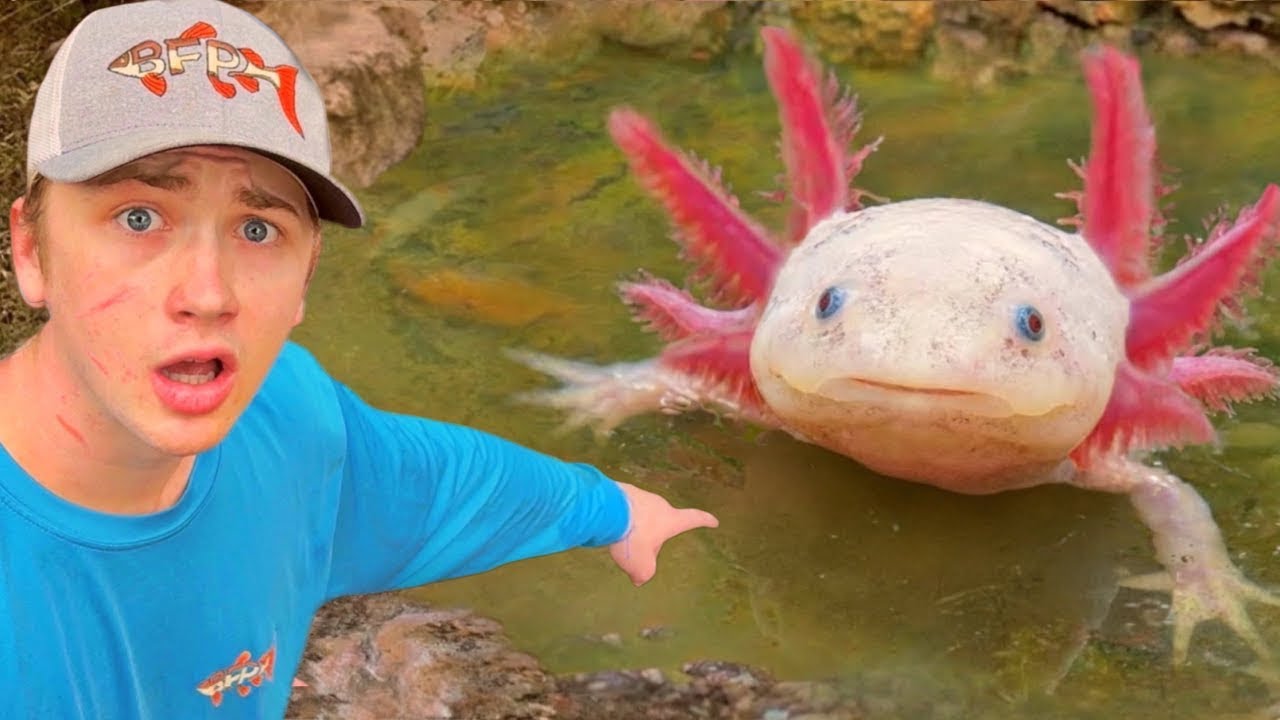 Encontrei axolotes em um lago abandonado!