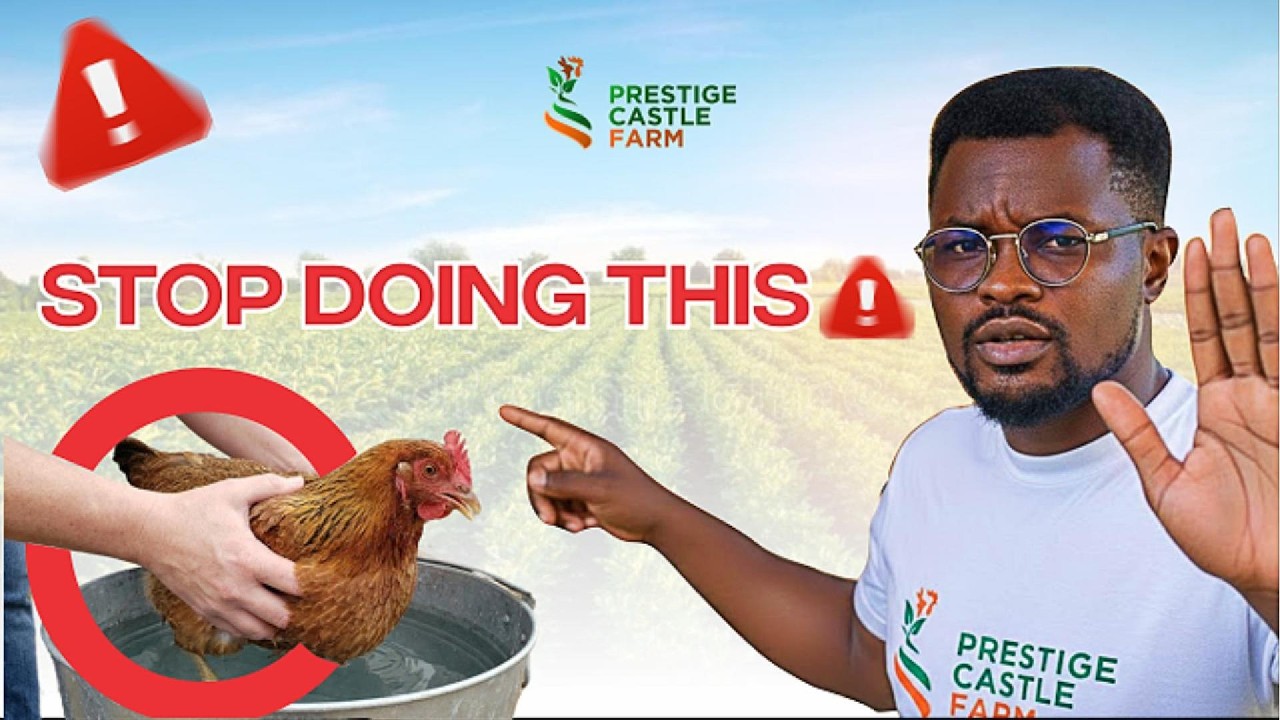 How to Properly Stop a Broody Hen